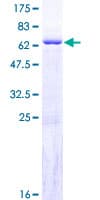 Human GIMAP6 Protein (Recombinant GST)