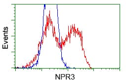 NPR3 Antibody (clone OTI2G2)