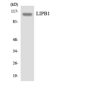 PPFIBP1 Antibody (aa282-331)