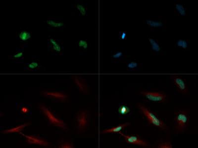 HIST4H4 Antibody (Me-Lys20)