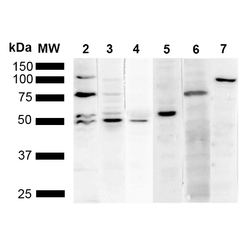 KDEL Tetrapeptide Antibody (clone 2D6, Biotin)