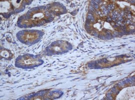 CAPN2 / Calpain 2 / M-Calpain Antibody (clone OTI3G1)