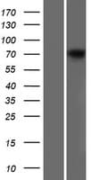 Human DMD / Dystrophin Protein (Over-Expression Lysate Myc-DDK (Flag))