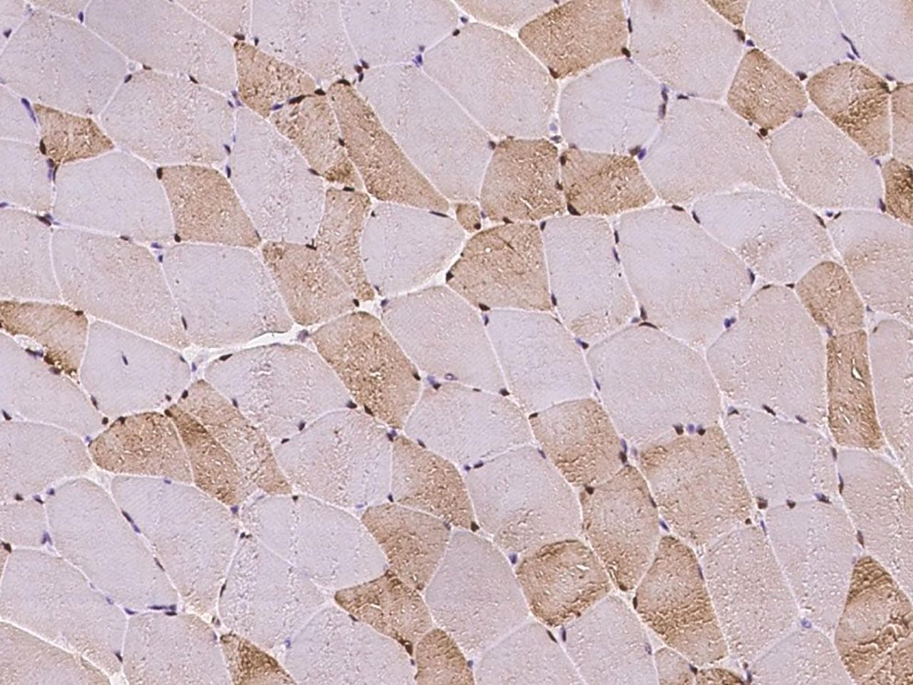 CDC6 Antibody