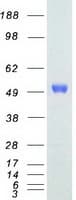 Human ETS1 / ETS-1 Protein (Recombinant Myc-DDK (Flag))