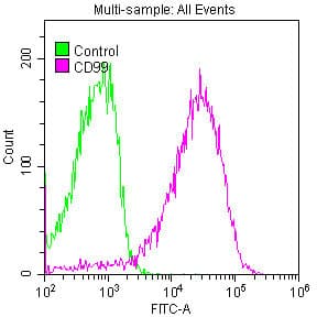 CD99 Antibody