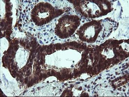 TBCC Antibody (clone OTI4C4)