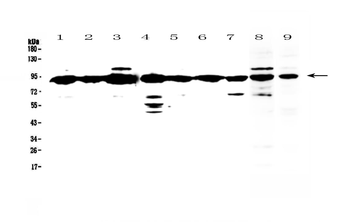 XRCC1 Antibody
