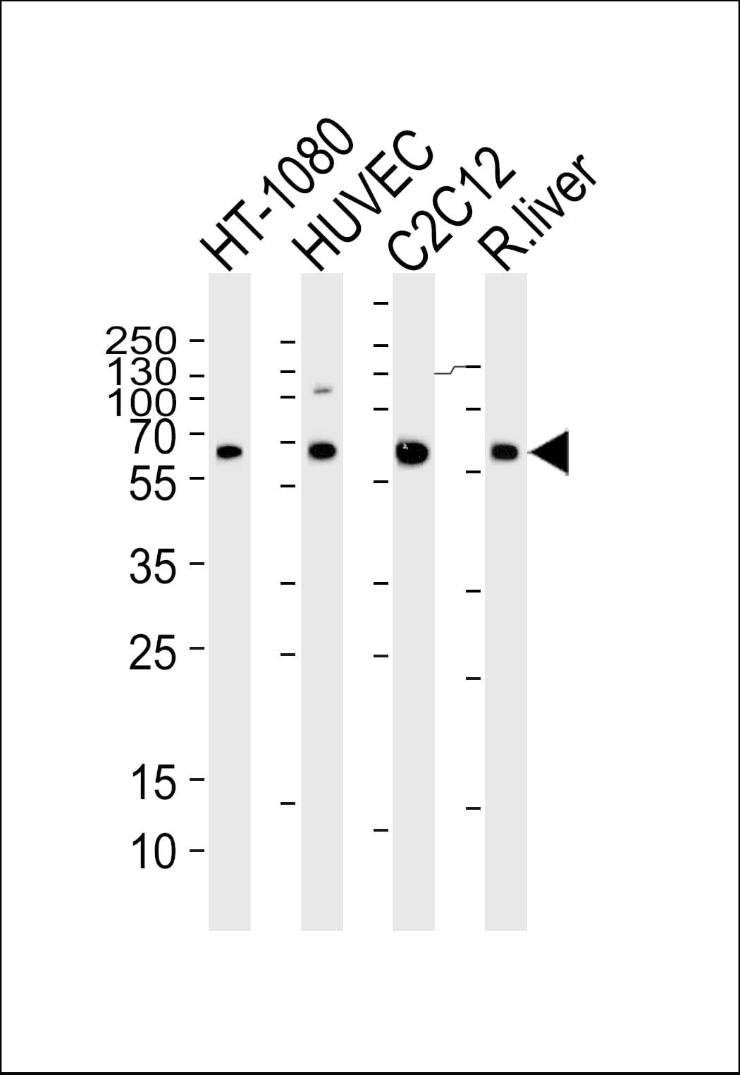 SMAD1 Antibody (aa163-196)