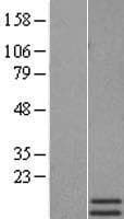 Human MLN / Motilin Protein (Over-Expression Lysate Myc-DDK (Flag))
