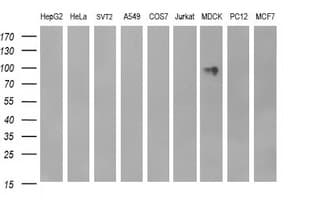 CD44 Antibody (clone OTI5D5)