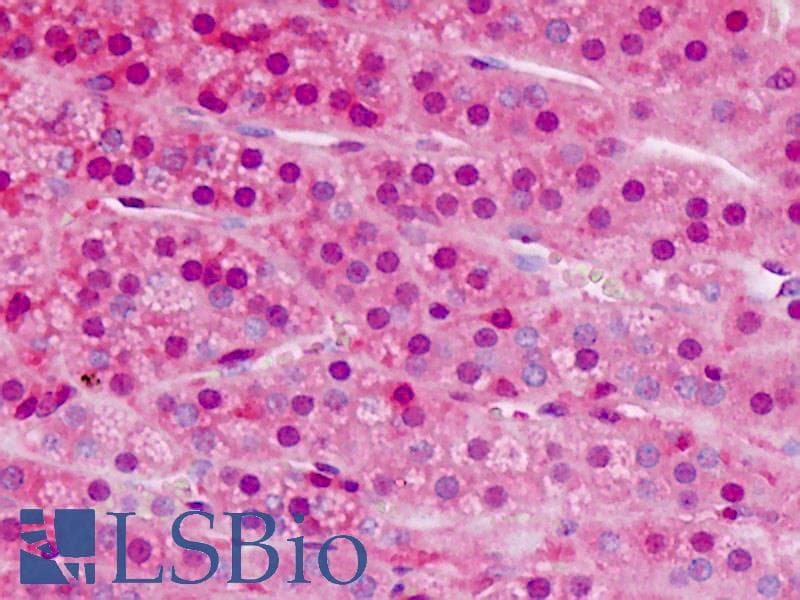 IHC-plus™ ZBTB16 / PLZF Antibody (clone 5B3)