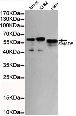 SMAD5 Antibody