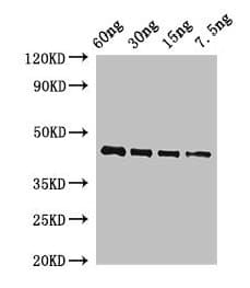 Polyclonal Rabbit anti-Arabidopsis thaliana OSM34 Antibody (WB)