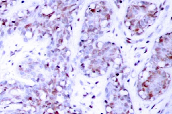 STAT4 Antibody (Glu687)