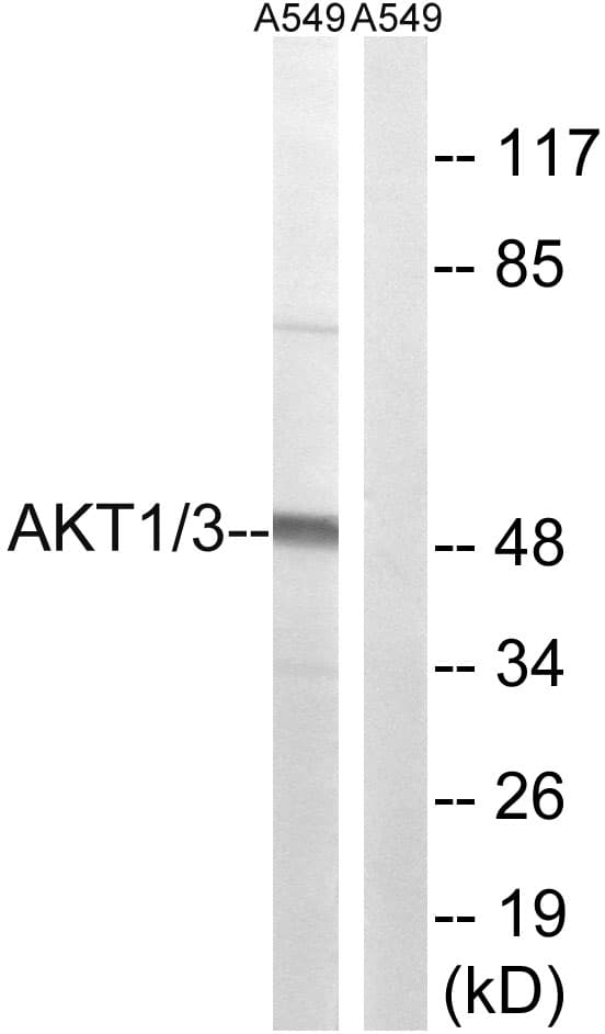 AKT1 + AKT3 Antibody (C-Terminus)
