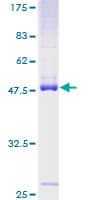 Human RASL10B Protein (Recombinant GST)