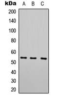 HTR7 / 5HT7 Receptor Antibody (C-Terminus)