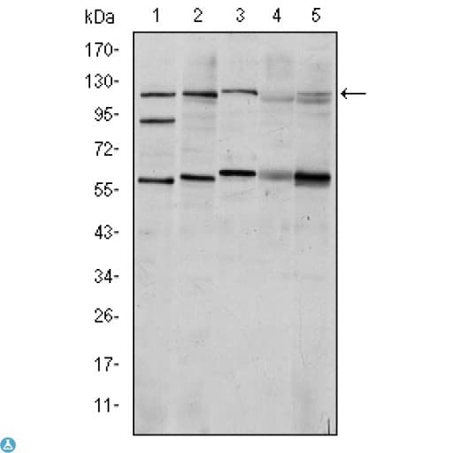 HIF1A / HIF1 Alpha Antibody