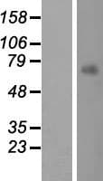 MKS1 Protein (Over-Expression Lysate Myc-DDK (Flag))