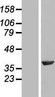 Human PPP1R8 / Rnase E Protein (Over-Expression Lysate Myc-DDK (Flag))