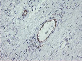 ALX4 Antibody (clone OTI1F2)