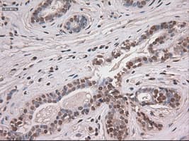 NOTCH1 Antibody (clone OTI4C9)