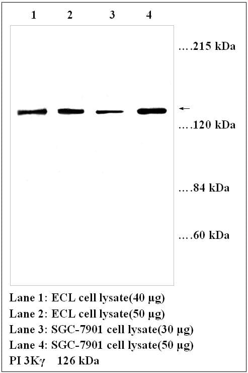 IHC-plus™ Polyclonal Rabbit anti-Human PIK3CG / PI3K Gamma Antibody (IHC, WB)