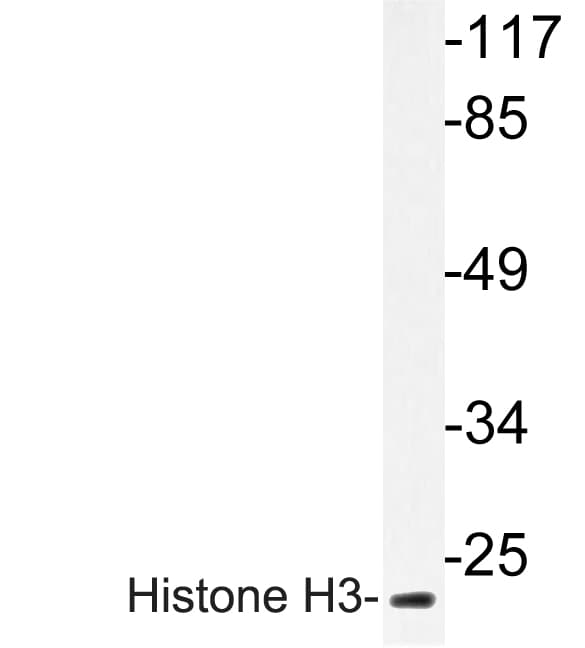 Histone H3 Antibody (Pro16)