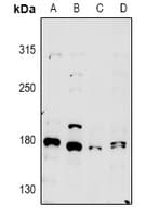 MYO5A / Myosin V Antibody