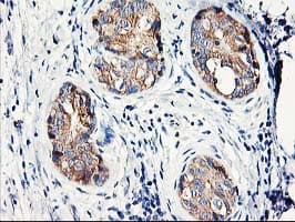 EIF2B3 Antibody (clone OTI1D6, Carrier-free)