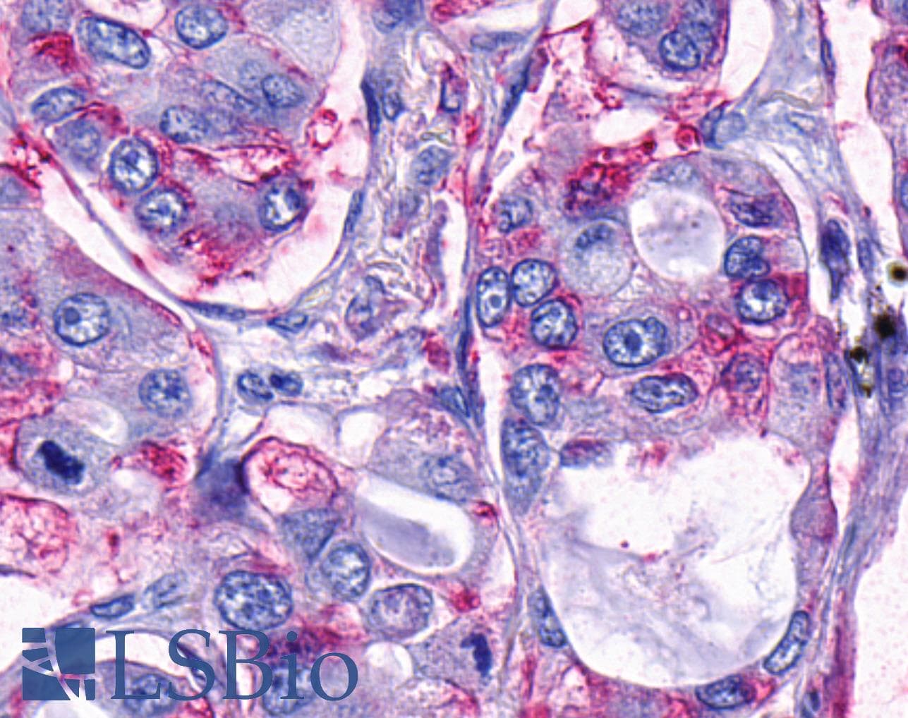 PathPlus™ TAAR9 Antibody (Extracellular Domain)