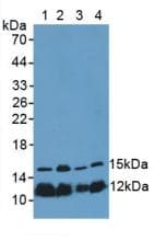 Histone H4 Antibody (aa2-103, Cy3)