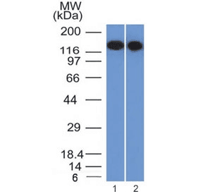 CD22 Antibody (clone BLCAM/1795, Azide-free, BSA-free)