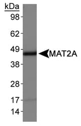 MAT2A Antibody (N-Terminus, Biotin)