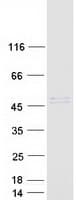 Human SERPINI2 / PANCPIN Protein (Recombinant Myc-DDK (Flag))