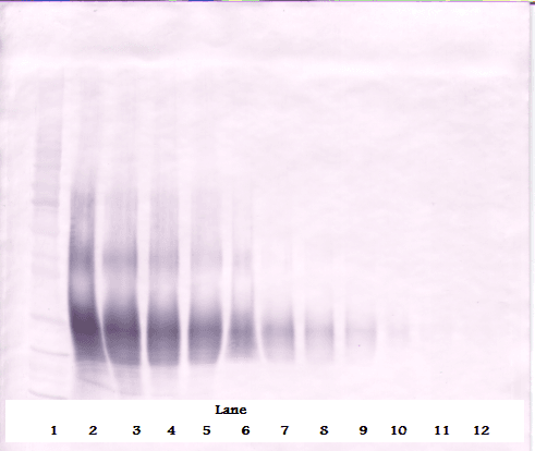 FASLG / Fas Ligand Antibody