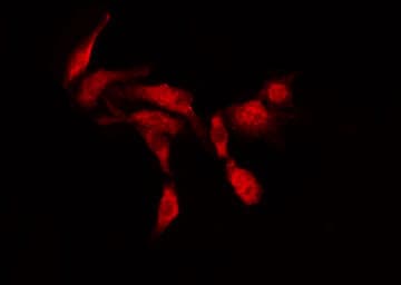N-CoR / NCOR1 Antibody