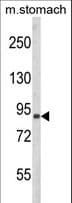 Polyclonal Rabbit anti-Human PARD3 Antibody (aa1329-1356, IHC, WB)