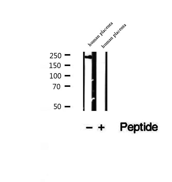 PRPF8 Antibody