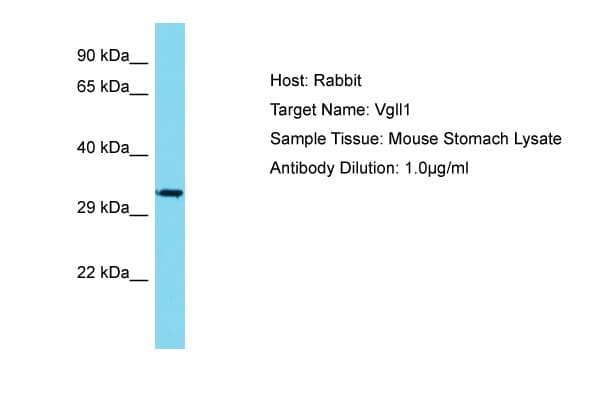 VGLL1 Antibody (aa195-244)