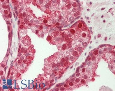 GBP2 Antibody (aa74-123)