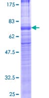 Human VPAC2 / VIPR2 Protein (Recombinant GST)