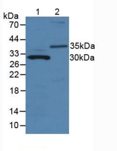 MMP7 / Matrilysin Antibody (aa1-264)