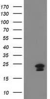 IHC-plus™ HAND1 Antibody (clone 1G10)