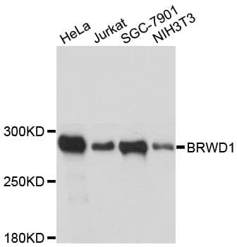 WDR9 / BRWD1 Antibody