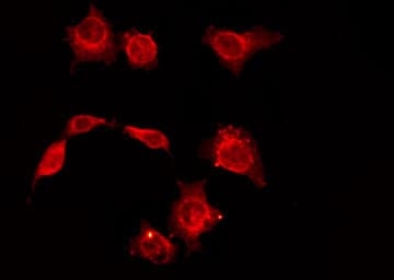 CD34 Antibody