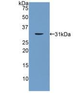 PNMA2 / MA2 Antibody (aa74-333)