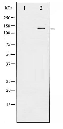 HDAC5 Antibody (phospho-Ser259)