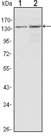 KDM3A / JMJD1A Antibody (clone 1E+12)